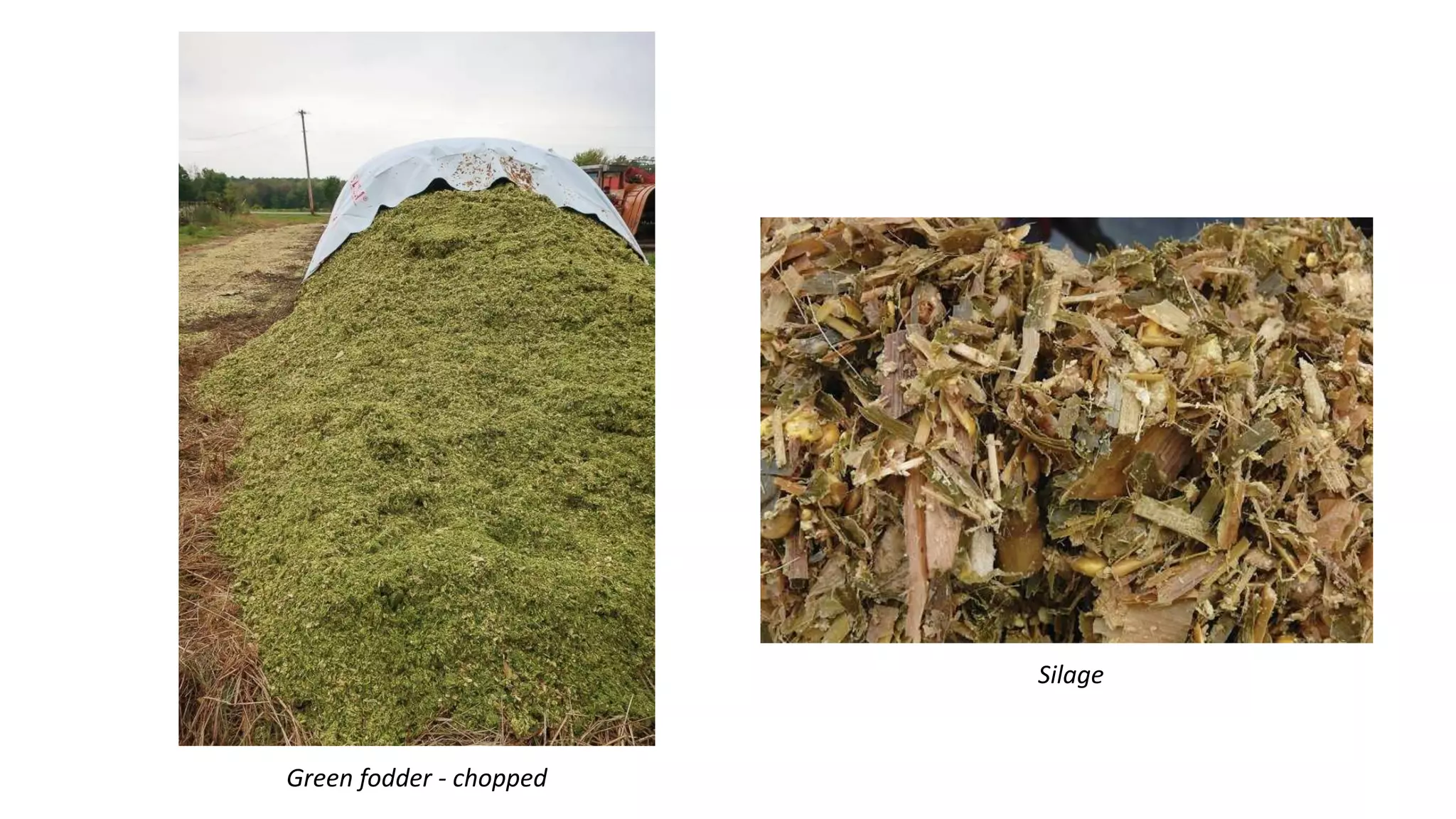 Green fodder - chopped
Silage
 
