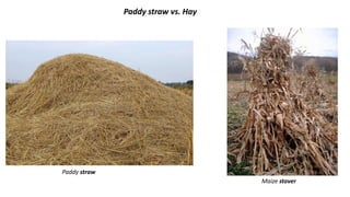 Maize stover
Paddy straw vs. Hay
Paddy straw
 