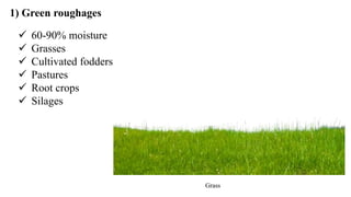 1) Green roughages
 60-90% moisture
 Grasses
 Cultivated fodders
 Pastures
 Root crops
 Silages
Grass
 