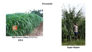 CO-4
Super Napier
Perennials
 