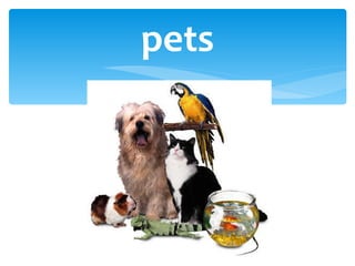 pets