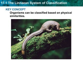 KEY CONCEPT Organisms can be classified based on physical similarities. 
