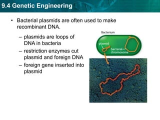 bacteria (binary fission)