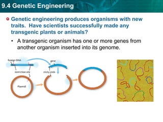 some plants (from roots)