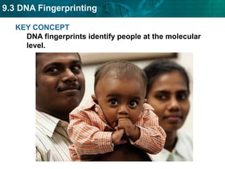 KEY CONCEPT DNA fingerprints identify people at the molecular level. 