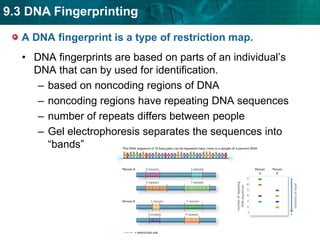 Реферат: Genetic Engineering DNA Fingerprinting Gene Therapy Essay
