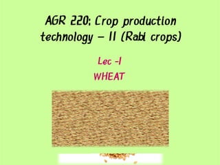 AGR 220: Crop production
technology – II (Rabi crops)
Lec -1
WHEAT
 