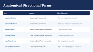 Anatomical Directional Terms
Standard terminology for precise anatomical description (Tortora & Marieb)
Term Meaning Clinical Example
Superior / Inferior Toward head / Toward feet The knee is superior to the ankle
Anterior / Posterior Toward front / Toward back Sternum is anterior to vertebral column
Medial / Lateral Toward midline / Away from midline Ulna is medial to radius
Proximal / Distal Closer to origin / Farther from origin Femur is proximal to tibia
Superficial / Deep Toward surface / Away from surface Skin is superficial to muscle
Ipsilateral / Contralateral Same side / Opposite side Right arm and right leg are ipsilateral
 
