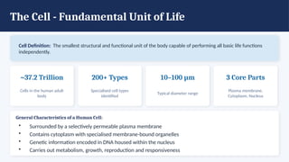 The Cell - Fundamental Unit of Life
Cell Definition: The smallest structural and functional unit of the body capable of performing all basic life functions
independently.
~37.2 Trillion
Cells in the human adult
body
200+ Types
Specialised cell types
identified
10–100 µm
Typical diameter range
3 Core Parts
Plasma membrane,
Cytoplasm, Nucleus
General Characteristics of a Human Cell:
• Surrounded by a selectively permeable plasma membrane
• Contains cytoplasm with specialised membrane-bound organelles
• Genetic information encoded in DNA housed within the nucleus
• Carries out metabolism, growth, reproduction and responsiveness
 
