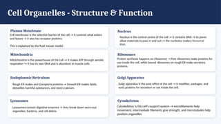 Cell Organelles - Structure & Function
Plasma Membrane
Cell membrane is the selective barrier of the cell → it controls what enters
and leaves → it also has receptor proteins.
This is explained by the fluid mosaic model.
Nucleus
Nucleus is the control centre of the cell → it contains DNA → its pores
allow materials to pass in and out → the nucleolus makes ribosomal
RNA.
Mitochondria
Mitochondria is the powerhouse of the cell → it makes ATP through aerobic
respiration → it has its own DNA and is abundant in muscle cells.
Ribosomes
Protein synthesis happens on ribosomes → free ribosomes make proteins for
use inside the cell, while bound ribosomes on rough ER make secretory
proteins.
Endoplasmic Reticulum
Rough ER makes and transports proteins → Smooth ER makes lipids,
detoxifies harmful substances, and stores calcium.
Golgi Apparatus
Golgi apparatus is the post office of the cell → it modifies, packages, and
sorts proteins for secretion or use inside the cell.
Lysosomes
Lysosomes contain digestive enzymes → they break down worn-out
organelles, bacteria, and cell debris.
Cytoskeleton
Cytoskeleton is the cell’s support system → microfilaments help
movement, intermediate filaments give strength, and microtubules help
position organelles
 