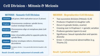 Cell Division - Mitosis & Meiosis
MITOSIS - Somatic Cell Division
Interphase Cell grows; DNA replication occurs (S phase)
Prophase Chromosomes condense; spindle forms;
nuclear envelope dissolves
Metaphase Chromosomes align at metaphase plate (cell
equator)
Anaphase Sister chromatids pulled to opposite poles by
spindle fibres
Telophase Nuclear envelopes reform; chromosomes
decondense
Cytokinesis Cytoplasm divides → two genetically identical daughter cells
(2n)
Result: Growth, repair, replacement of somatic cells
MEIOSIS - Reproductive Cell Division
• Two successive divisions (Meiosis I & II)
• Produces 4 haploid (n) daughter cells
• Occurs in gonads (testes, ovaries)
• Crossing over in Prophase I → genetic variation
• Produces gametes (sperm & ova)
• Significance: Sexual reproduction and species
diversity
• Errors → chromosomal abnormalities (e.g.
Trisomy 21)
Result: 4 genetically unique haploid cells
 