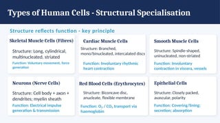 Types of Human Cells - Structural Specialisation
Structure reflects function - key principle
Skeletal Muscle Cells (Fibres)
Structure: Long, cylindrical,
multinucleated, striated
Function: Voluntary movement, force
generation
Cardiac Muscle Cells
Structure: Branched,
mono/binucleated, intercalated discs
Function: Involuntary rhythmic
heart contraction
Smooth Muscle Cells
Structure: Spindle-shaped,
uninucleated, non-striated
Function: Involuntary
contraction in viscera, vessels
Neurons (Nerve Cells)
Structure: Cell body + axon +
dendrites; myelin sheath
Function: Electrical impulse
generation & transmission
Red Blood Cells (Erythrocytes)
Structure: Biconcave disc,
anucleate, flexible membrane
Function: O₂ / CO₂ transport via
haemoglobin
Epithelial Cells
Structure: Closely packed,
avascular, polarity
Function: Covering/lining;
secretion; absorption
 