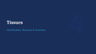 4
Tissues
Classification, Structure & Functions
 