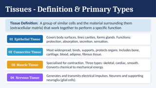 Tissues - Definition & Primary Types
Tissue Definition: A group of similar cells and the material surrounding them
(extracellular matrix) that work together to perform a specific function
01 Epithelial Tissue
Covers body surfaces, lines cavities, forms glands. Functions:
protection, absorption, secretion, sensation.
02 Connective Tissue
Most widespread; binds, supports, protects organs. Includes bone,
cartilage, blood, adipose, fibrous tissue.
03 Muscle Tissue
Specialised for contraction. Three types: skeletal, cardiac, smooth.
Converts chemical to mechanical energy.
04 Nervous Tissue
Generates and transmits electrical impulses. Neurons and supporting
neuroglia (glial cells).
 