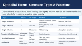 Epithelial Tissue - Structure, Types & Functions
Characteristics: Avascular (no blood supply); cells tightly packed; rests on basement membrane;
rapid mitosis for replacement; apical-basal polarity.
Type Layers Cell Shape Location Function
Simple Squamous 1 Flat
Alveoli, capillaries, serous
membranes
Diffusion, filtration
Simple Cuboidal 1 Cube-like
Kidney tubules, small
glands
Secretion, absorption
Simple Columnar 1 Tall column GI tract lining Absorption, secretion
Pseudostratified Columnar
1 (appears
layered)
Column/
irregular
Respiratory tract Mucus secretion, cilia sweep
Stratified Squamous Multi
Flat
(surface)
Skin, oral cavity,
oesophagus
Protection from abrasion
Transitional
Multi
(distensible)
Variable Urinary bladder, ureter
Stretching to accommodate
volume
 