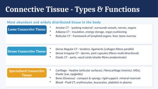 Connective Tissue - Types & Functions
Most abundant and widely distributed tissue in the body
Loose Connective Tissue
• Areolar CT - 'packing material'; surrounds vessels, nerves, organs
• Adipose CT - insulation, energy storage, organ cushioning
• Reticular CT - framework of lymphoid organs, liver, bone marrow
Dense Connective Tissue
• Dense Regular CT - tendons, ligaments (collagen fibres parallel)
• Dense Irregular CT - dermis, joint capsules (fibres multi-directional)
• Elastic CT - aorta, vocal cords (elastic fibres predominate)
Specialised Connective
Tissue
• Cartilage - Hyaline (articular surfaces), Fibrocartilage (menisci, IVDs),
Elastic (ear, epiglottis)
• Bone (Osseous) - compact & spongy; rigid support, mineral reservoir
• Blood - Fluid CT; erythrocytes, leucocytes, platelets in plasma
 