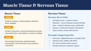 Muscle Tissue & Nervous Tissue
Muscle Tissue
Skeletal
Striated; voluntary; multinucleated; cylindrical
fibres; fatigable
Cardiac
Striated; involuntary; mono/binucleated; branched;
intercalated discs; autorhythmic; resistant to fatigue
Smooth
Non-striated; involuntary; spindle-shaped;
uninucleated; visceral (sheets); slow sustained
contraction
Nervous Tissue
Neurons (Nerve Cells)
• Cell body (soma) - contains nucleus
• Dendrites - receive impulses toward cell body
• Axon - conducts impulses away; myelinated
• Synapse - junction for impulse transmission
• Types: sensory, motor, interneurons
Neuroglia (Supporting Cells)
• Astrocytes, oligodendrocytes, microglia (CNS)
• Schwann cells, satellite cells (PNS)
• 10× more numerous than neurons
• Provide structural, metabolic support
 