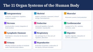 The 11 Organ Systems of the Human Body
Integumentary
Protection, temperature regulation,
sensory reception
Skeletal
Support, protection, movement, mineral
storage, haematopoiesis
Muscular
Movement, posture, heat production
Nervous
Communication, control, integration of
body functions
Endocrine
Hormonal regulation of growth,
metabolism, reproduction
Cardiovascular
Transport of O₂, CO₂, nutrients,
hormones, waste
Lymphatic/Immune
Fluid balance, immunity, fat absorption
(lacteals)
Respiratory
Gas exchange (O₂ in / CO₂ out), pH
regulation, phonation
Digestive
Ingestion, digestion, absorption of
nutrients, elimination
Urinary
Filtration of blood; excretion of metabolic
waste; fluid/electrolyte balance
Reproductive
Production of gametes; continuation of
the species; hormone secretion
 