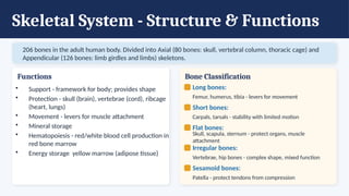 Skeletal System - Structure & Functions
206 bones in the adult human body. Divided into Axial (80 bones: skull, vertebral column, thoracic cage) and
Appendicular (126 bones: limb girdles and limbs) skeletons.
Functions
• Support - framework for body; provides shape
• Protection - skull (brain), vertebrae (cord), ribcage
(heart, lungs)
• Movement - levers for muscle attachment
• Mineral storage
• Hematopoiesis - red/white blood cell production in
red bone marrow
• Energy storage yellow marrow (adipose tissue)
Bone Classification
Long bones:
Femur, humerus, tibia - levers for movement
Short bones:
Carpals, tarsals - stability with limited motion
Flat bones:
Skull, scapula, sternum - protect organs, muscle
attachment
Irregular bones:
Vertebrae, hip bones - complex shape, mixed function
Sesamoid bones:
Patella - protect tendons from compression
 