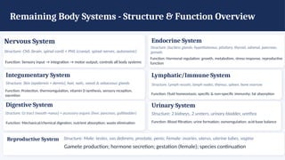 Remaining Body Systems - Structure & Function Overview
Nervous System
Structure: CNS (brain, spinal cord) + PNS (cranial, spinal nerves, autonomic)
Function: Sensory input → integration → motor output; controls all body systems
Endocrine System
Structure: Ductless glands: hypothalamus, pituitary, thyroid, adrenal, pancreas,
gonads
Function: Hormonal regulation: growth, metabolism, stress response, reproductive
function
Integumentary System
Structure: Skin (epidermis + dermis), hair, nails, sweat & sebaceous glands
Function: Protection, thermoregulation, vitamin D synthesis, sensory reception,
excretion
Lymphatic/Immune System
Structure: Lymph vessels, lymph nodes, thymus, spleen, bone marrow
Function: Fluid homeostasis; specific & non-specific immunity; fat absorption
Digestive System
Structure: GI tract (mouth→anus) + accessory organs (liver, pancreas, gallbladder)
Function: Mechanical/chemical digestion; nutrient absorption; waste elimination
Urinary System
Structure: 2 kidneys, 2 ureters, urinary bladder, urethra
Function: Blood filtration; urine formation; osmoregulation; acid-base balance
Reproductive System Structure: Male: testes, vas deferens, prostate, penis; Female: ovaries, uterus, uterine tubes, vagina
Gamete production; hormone secretion; gestation (female); species continuation
 