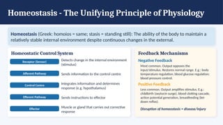Homeostasis - The Unifying Principle of Physiology
Homeostasis (Greek: homoios = same; stasis = standing still): The ability of the body to maintain a
relatively stable internal environment despite continuous changes in the external.
Homeostatic Control System
Receptor (Sensor) Detects change in the internal environment
(stimulus)
Afferent Pathway Sends information to the control centre
Control Centre Integrates information and determines
response (e.g. hypothalamus)
Efferent Pathway Sends instructions to effector
Effector Muscle or gland that carries out corrective
response
Feedback Mechanisms
Negative Feedback
Most common. Output opposes the
input/stimulus. Restores normal range. E.g.: body
temperature regulation; blood glucose regulation;
blood pressure control.
Positive Feedback
Less common. Output amplifies stimulus. E.g.:
childbirth (oxytocin surge), blood clotting cascade,
action potential generation, breastfeeding (let-
down reflex).
Disruption of homeostasis = disease/injury
 
