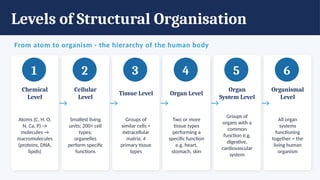 Levels of Structural Organisation
From atom to organism - the hierarchy of the human body
1
Chemical
Level
Atoms (C, H, O,
N, Ca, P) →
molecules →
macromolecules
(proteins, DNA,
lipids)
2
Cellular
Level
Smallest living
units; 200+ cell
types;
organelles
perform specific
functions
3
Tissue Level
Groups of
similar cells +
extracellular
matrix; 4
primary tissue
types
4
Organ Level
Two or more
tissue types
performing a
specific function
e.g. heart,
stomach, skin
5
Organ
System Level
Groups of
organs with a
common
function e.g.
digestive,
cardiovascular
system
6
Organismal
Level
All organ
systems
functioning
together = the
living human
organism
→ → → → →
 