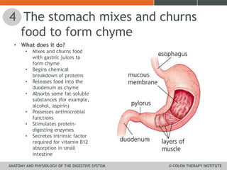 Unit 1 a&p digestive system cti | PPTX