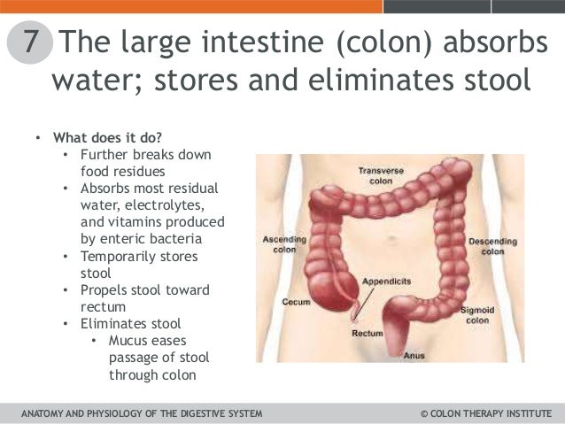 Unit 1 a&p digestive system cti