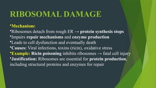 Pathogenesis of Cell Injury Focus on mechanisms: Cell membrane damage ...