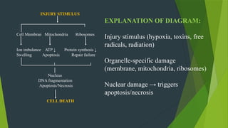 Pathogenesis of Cell Injury Focus on mechanisms: Cell membrane damage ...