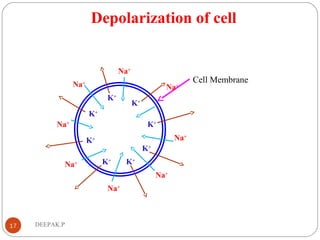 Depolarization of cell
17 DEEPAK.P
Cell Membrane
Na+
Na+
Na+
Na+
Na+
Na+
Na+
Na+
K+
K+
K+
K+
K+
K+
K+
K+
 