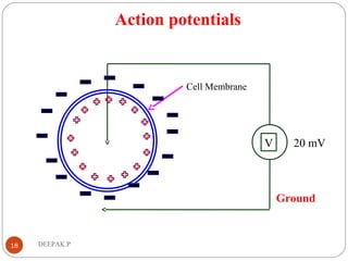 Action potentials
18 DEEPAK.P
Cell Membrane
V
Ground
20 mV
 