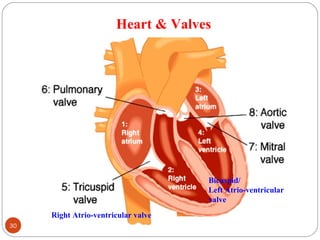 Heart & Valves
30 DEEPAK.P
Right Atrio-ventricular valve
Bicuspid/
Left Atrio-ventricular
valve
 