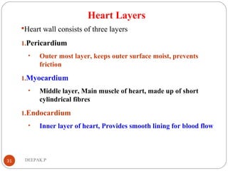 Heart Layers
Heart wall consists of three layers
1.Pericardium
• Outer most layer, keeps outer surface moist, prevents
friction
1.Myocardium
• Middle layer, Main muscle of heart, made up of short
cylindrical fibres
1.Endocardium
• Inner layer of heart, Provides smooth lining for blood flow
31 DEEPAK.P
 