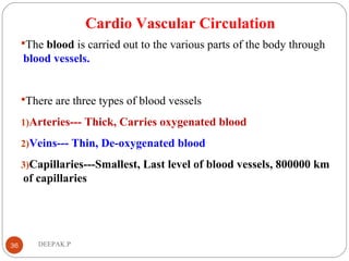 Cardio Vascular Circulation
The blood is carried out to the various parts of the body through
blood vessels.
There are three types of blood vessels
1)Arteries--- Thick, Carries oxygenated blood
2)Veins--- Thin, De-oxygenated blood
3)Capillaries---Smallest, Last level of blood vessels, 800000 km
of capillaries
36 DEEPAK.P
 