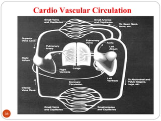 Cardio Vascular Circulation
38 DEEPAK.P
 