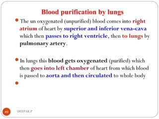 Blood purification by lungs
The un oxygenated (unpurified) blood comes into right
atrium of heart by superior and inferior vena-cava
which then passes to right ventricle, then to lungs by
pulmonary artery.
In lungs this blood gets oxygenated (purified) which
then goes into left chamber of heart from which blood
is passed to aorta and then circulated to whole body

49 DEEPAK.P
 