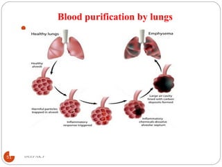 Blood purification by lungs

51 DEEPAK.P
 