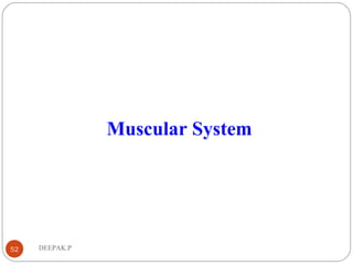 DEEPAK.P52
Muscular System
 