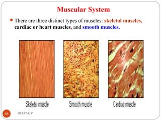 Muscular System
There are three distinct types of muscles: skeletal muscles,
cardiac or heart muscles, and smooth muscles.
55 DEEPAK.P
 