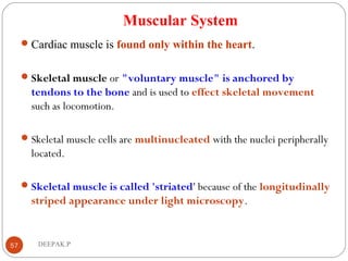 Muscular System
Cardiac muscle is found only within the heart.
Skeletal muscle or "voluntary muscle" is anchored by
tendons to the bone and is used to effect skeletal movement
such as locomotion.
Skeletal muscle cells are multinucleated with the nuclei peripherally
located.
Skeletal muscle is called 'striated' because of the longitudinally
striped appearance under light microscopy.
57 DEEPAK.P
 