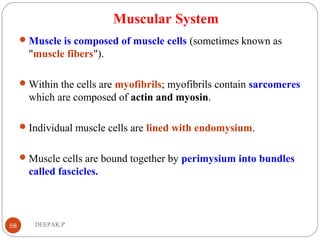 Muscular System
Muscle is composed of muscle cells (sometimes known as
"muscle fibers").
Within the cells are myofibrils; myofibrils contain sarcomeres
which are composed of actin and myosin.
Individual muscle cells are lined with endomysium.
Muscle cells are bound together by perimysium into bundles
called fascicles.
58 DEEPAK.P
 