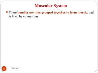 Muscular System
These bundles are then grouped together to form muscle, and
is lined by epimysium.
59 DEEPAK.P
 