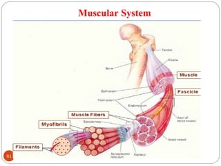 Muscular System
61 DEEPAK.P
 