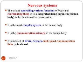 Nervous systems
The task of controlling various functions of body and
coordinating them in to a integrated living organism(human
body) is the function of Nervous system
It is the most complex system in the human body
It is the communication network in the human body.
It composed of Brain, Sensors, high speed communication
links ,spinal cord.
63 DEEPAK.P
 