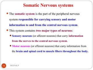 Somatic Nervous systems
The somatic system is the part of the peripheral nervous
system responsible for carrying sensory and motor
information to and from the central nervous system.
This system contains two major types of neurons:
Sensory neurons (or afferent neurons) that carry information
from the nerves to the central nervous system.
Motor neurons (or efferent neurons) that carry information from
the brain and spinal cord to muscle fibers throughout the body.
74 DEEPAK.P
 