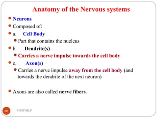 Anatomy of the Nervous systems
Neurons
Composed of:
a. Cell Body
Part that contains the nucleus
b. Dendrite(s)
Carries a nerve impulse towards the cell body
c. Axon(s)
Carries a nerve impulse away from the cell body (and
towards the dendrite of the next neuron)
Axons are also called nerve fibers.
80 DEEPAK.P
 