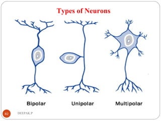 Types of Neurons
82 DEEPAK.P
 