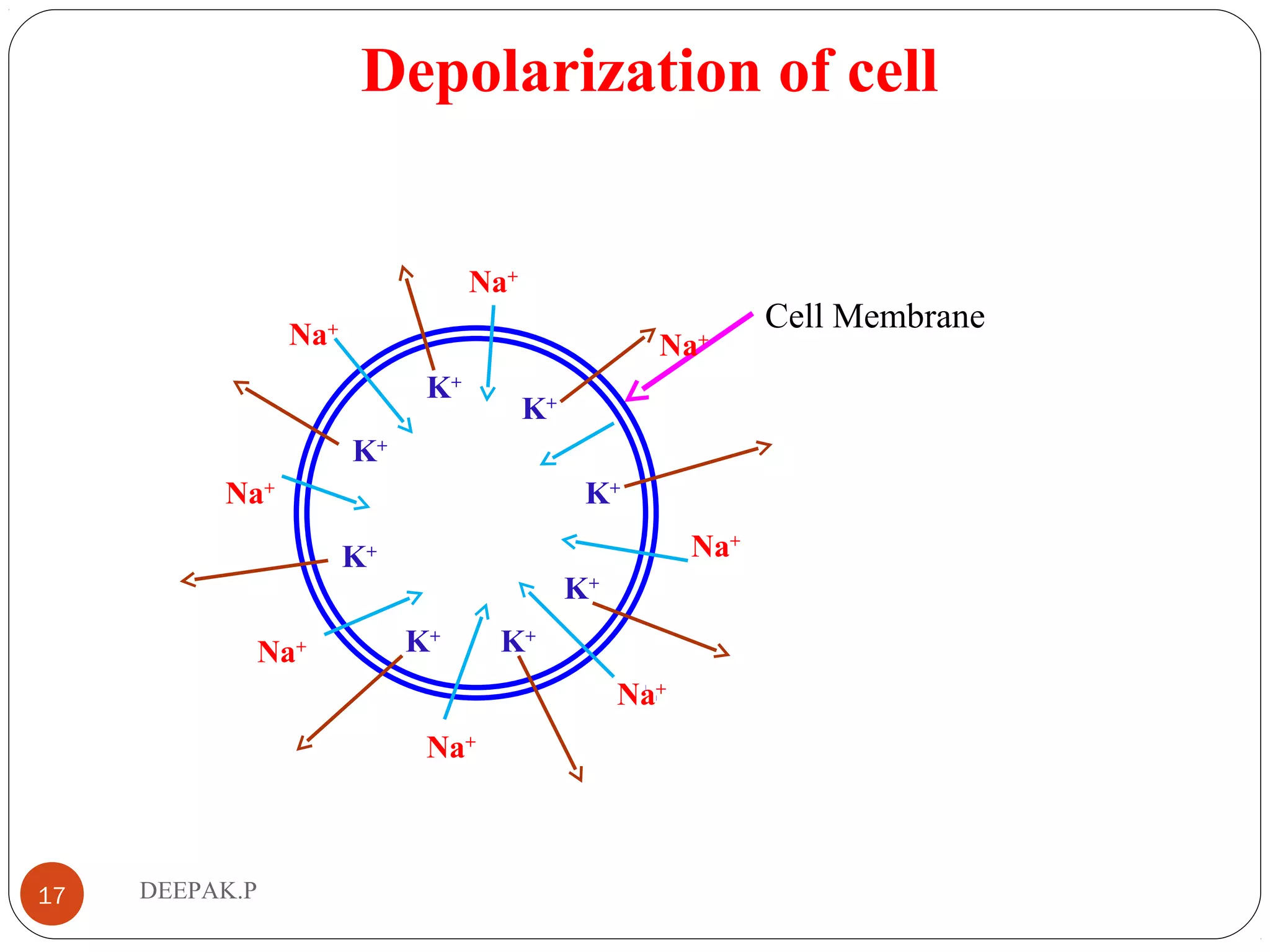 Depolarization of cell
17 DEEPAK.P
Cell Membrane
Na+
Na+
Na+
Na+
Na+
Na+
Na+
Na+
K+
K+
K+
K+
K+
K+
K+
K+
 