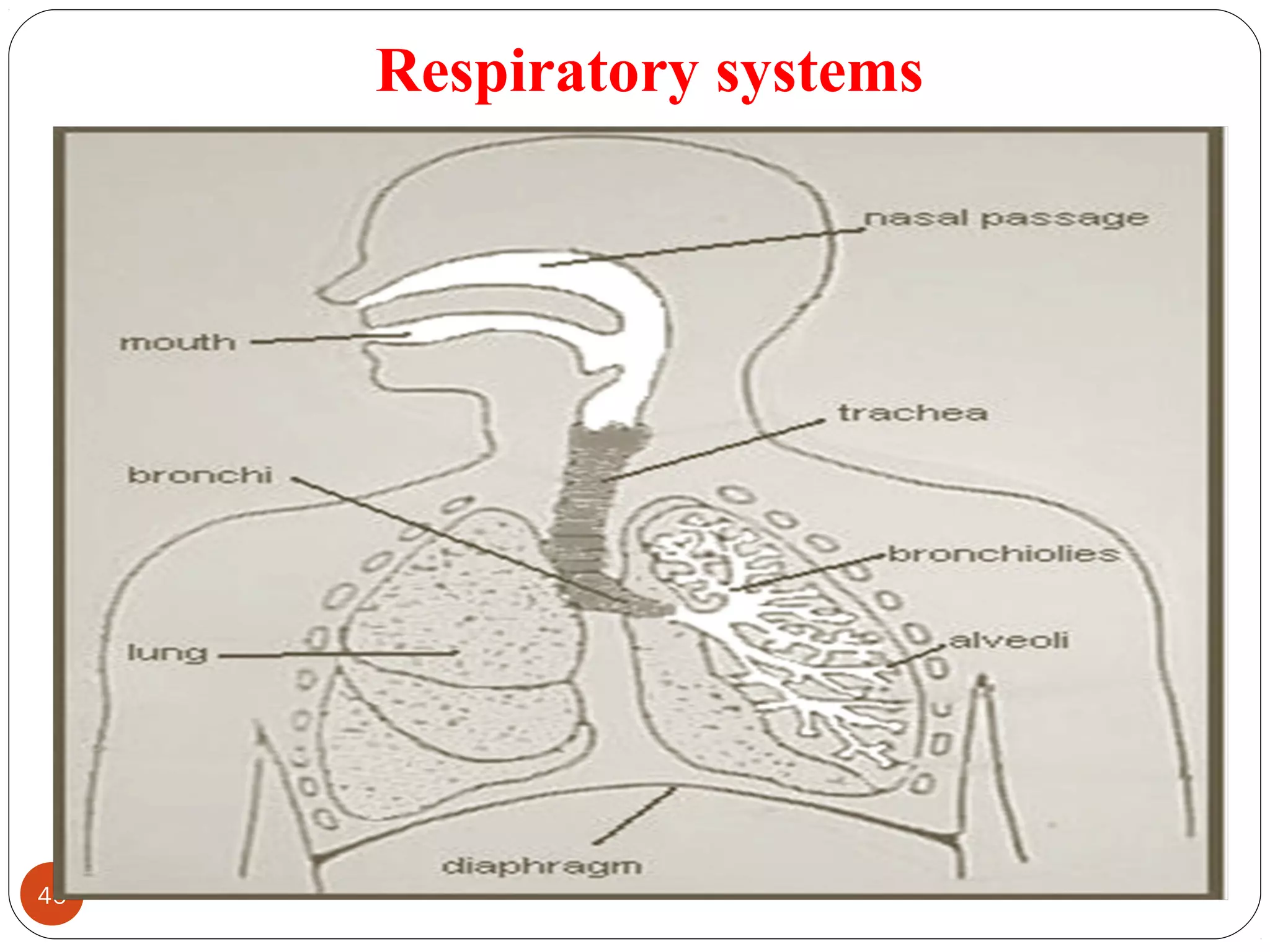 Respiratory systems
46 DEEPAK.P
 